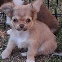 Cucciolo simil chihuahua