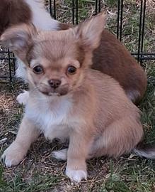 Cucciolo simil chihuahua
