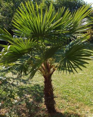 palme resistenti al freddo