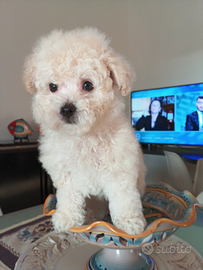 Maltipoo mini maschio morbidissimo