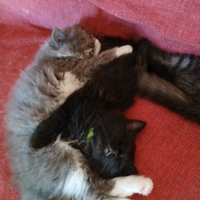 Cuccioli di gatto siberiano ipoallergenici