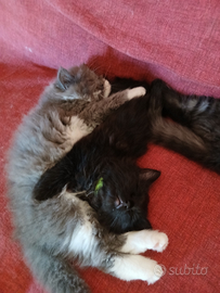 Cuccioli di gatto siberiano ipoallergenici