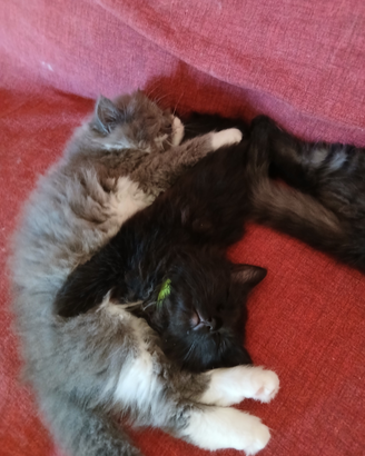 Cuccioli di gatto siberiano ipoallergenici