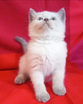 Gattini Scottish fold e straight
