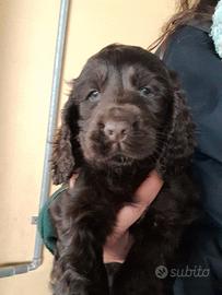 Cucciolo maschio di Cocker Spaniel inglese