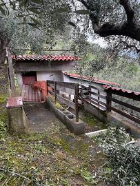 Campagna uliveto con rustico