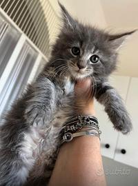Cuccioli di Maine coon alta genealogia