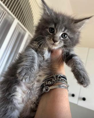 Cuccioli di Maine coon alta genealogia