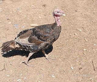 Tacchino