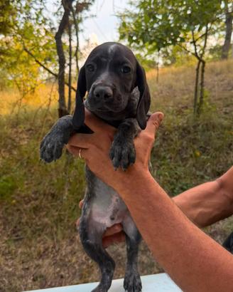 bracco pointer