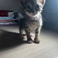 Gattini