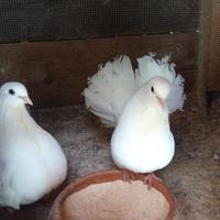 Pavoncelle colombe anche allevate a mano