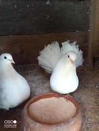 Pavoncelle colombe anche allevate a mano