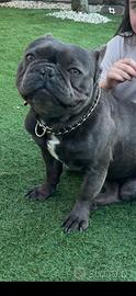 Bulldog
