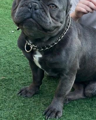 Bulldog