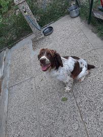 Springer Spaniel femmina