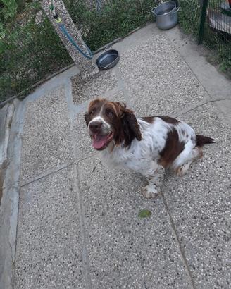 Springer Spaniel femmina