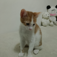 Gattino di 2 mesi