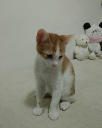 Gattino di 2 mesi