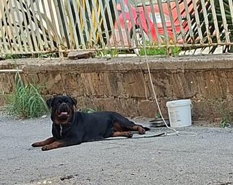 Rottweiler