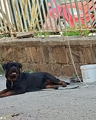 Rottweiler