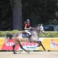 Pony Connemara 2015