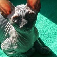 Sphynx
