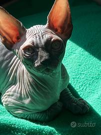 Sphynx