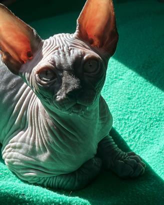 Sphynx