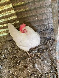 Galline ovaiole