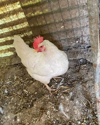 Galline ovaiole