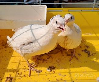 Quaglie Jumbo Bianche