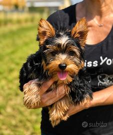 Cuccioli di yotkshire