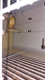 Canarino mosaico giallo