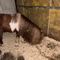 Pony mansueto