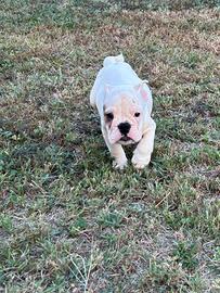Cuccioli bulldog inglese