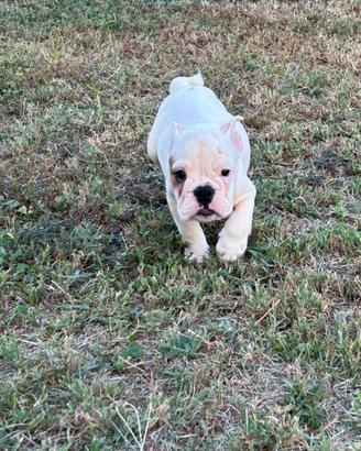Cuccioli bulldog inglese
