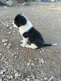 Caucaso - Asia Centrale