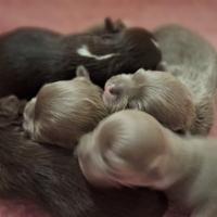 Chihuahua con pedigree