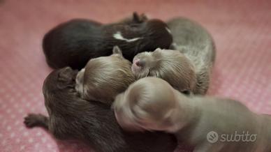 Chihuahua con pedigree