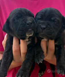 Cuccioli cane corso