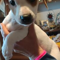 Cuccioli di Jack Russel