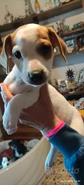 Cuccioli di Jack Russel