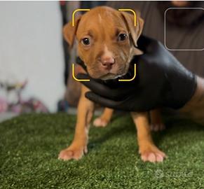 Cuccioli pitbull