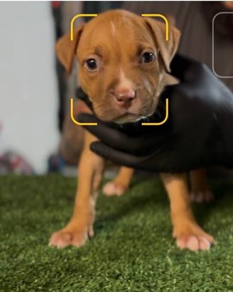 Cuccioli pitbull