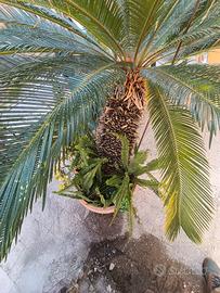 Cycas revoluta