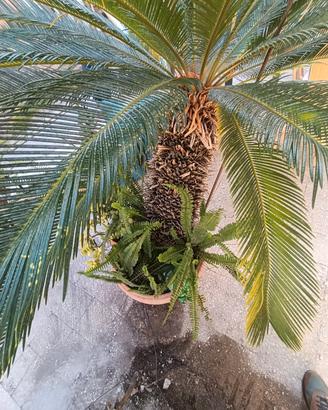 Cycas revoluta