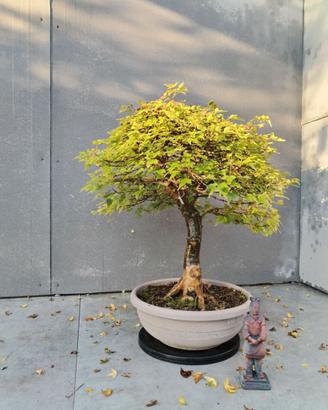 Acero Buergerianum