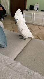Vedo esemplare di cacatua Alba allevato a mano