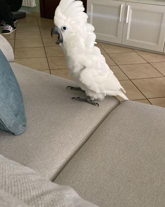 Vedo esemplare di cacatua Alba allevato a mano